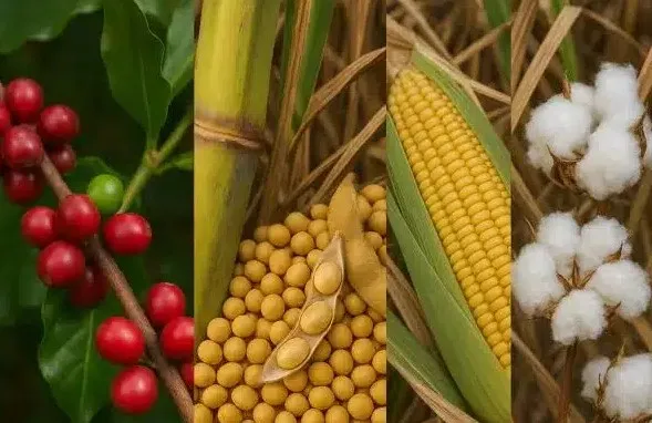 Cenário agrícola e pecuário na Bahia