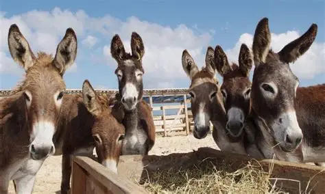 Decisão proíbe captura, comércio e confinamento; animais em frigoríficos deverão seguir para santuários.