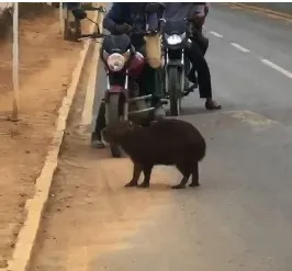 Capivara surpreende moradores e mobiliza Polícia Militar em Wagner (BA)